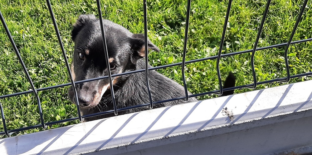 Zdjęcie psa wyłapanego na ul. Siewnej w Inwałdzie