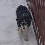 Rzyki Potok Kubikowski 17A
